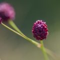 Großer Wiesenknopf (Sanguisorba officinalis