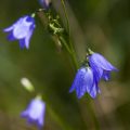 Zwerg-Glockenblume (Campanula cochleariifolia)