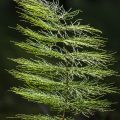 Wald-Schachtelhalm (Equisetum sylvaticum)