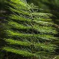 Wald-Schachtelhalm (Equisetum sylvaticum)