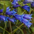 Schwalbenwurz-Enzian (Gentiana asclepiadea)