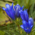 Schwalbenwurz-Enzian (Gentiana asclepiadea)