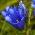 Schwalbenwurz-Enzian (Gentiana asclepiadea)
