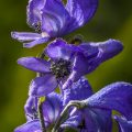 Blauer Eisenhut (Aconitum napellus)