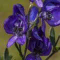Blauer Eisenhut (Aconitum napellus)