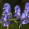 Blauer Eisenhut (Aconitum napellus)