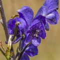 Blauer Eisenhut (Aconitum napellus)