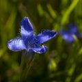 Clusius-Enzian (Gentiana clusii)