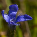 Clusius-Enzian (Gentiana clusii)