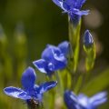 Clusius-Enzian (Gentiana clusii)