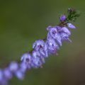 Glocken-Heide (Erica tetralix)