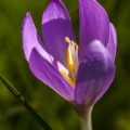 Herbstzeitlose (Colchicum autumnale)