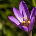 Herbstzeitlose (Colchicum autumnale)