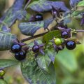 Schwarze Tollkirsche (Atropa belladonna)