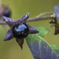Schwarze Tollkirsche (Atropa belladonna)