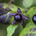Schwarze Tollkirsche (Atropa belladonna)