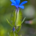 Schnee-Enzian (Gentiana nivalis)