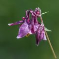 Schwarzviolette Akelei (Aquilegia atrata)