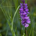 Geflecktes Knabenkraut (Dactylorhiza maculata)