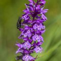 Geflecktes Knabenkraut (Dactylorhiza maculata)