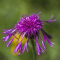 Perücken-Flockenblume (Centaurea pseudophrygia)