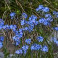 Alpen-Vergissmeinnicht (Myosotis alpestris)