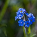 Alpen-Vergissmeinnicht (Myosotis alpestris)