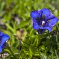 Breitblättriger Enzian (Gentiana acaulis)