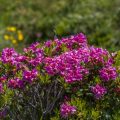 Rostblättrige Alpenrose (Rhododendron ferrugineum)