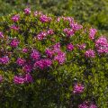 Rostblättrige Alpenrose (Rhododendron ferrugineum)