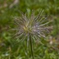 Samenstand der Schwefelanemone, (Pulsatilla alpina)