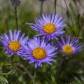 Alpen-Aster (Aster alpinus)