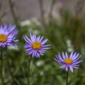 Alpen-Aster (Aster alpinus)