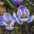 Krokus (Crocus vernus)