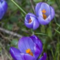 Krokus (Crocus vernus)