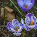 Krokus (Crocus vernus)