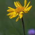 Arnika (Arnica montana)