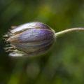 Frühlings-Kuhschelle (Pulsatilla vernalis), Frühlingsanemone