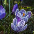 Krokus (Crocus vernus)