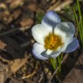 Krokus (Crocus vernus)