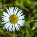 Wiesen-Margerite (Leucanthemum vulgare)
