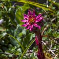 Spinnweb-Hauswurz (Sempervivum arachnoideum)