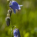 Bärtige Glockenblume (Campanula barbata)