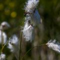 Scheuchzers Wollgras (Eriophorum scheuchzeri)