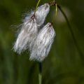 Scheuchzers Wollgras (Eriophorum scheuchzeri)