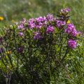 Rostblättrige Alpenrose (Rhododendron ferrugineum)