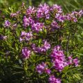 Rostblättrige Alpenrose (Rhododendron ferrugineum)