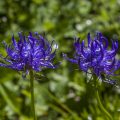 Halbkugelige Teufelskralle (Phyteuma hemisphaericum)