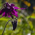 Schwarzviolette Akele (Aquilegia atrata)