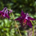 Schwarzviolette Akele (Aquilegia atrata)